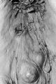 roger-lacout-photo - ecorces