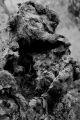 roger-lacout-photo - ecorces