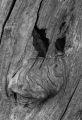 roger-lacout-photo - ecorces