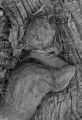 roger-lacout-photo - ecorces