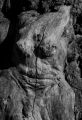 roger-lacout-photo - ecorces