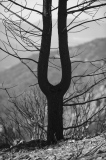 roger-lacout-photo - ecorces